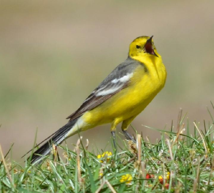 citrine wagtail female